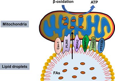 Lipid droplet - mitochondria coupling: A novel lipid metabolism regulatory hub in diabetic nephropathy